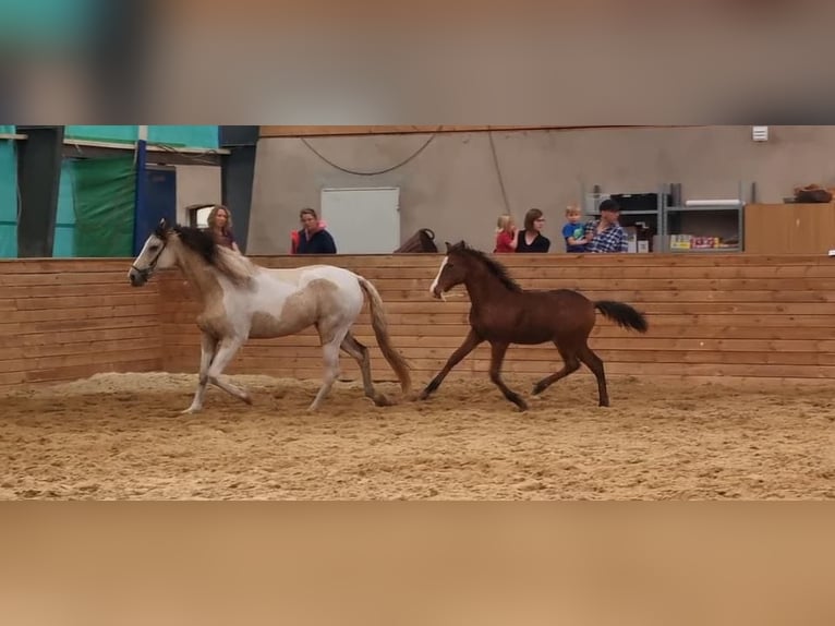 Curly horse Gelding 2 years 15 hh Bay-Dark in Sk&#xE6;rb&#xE6;k