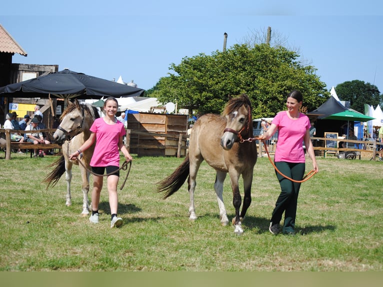 Curly horse Gelding 3 years 13,3 hh Dun in Ruinen