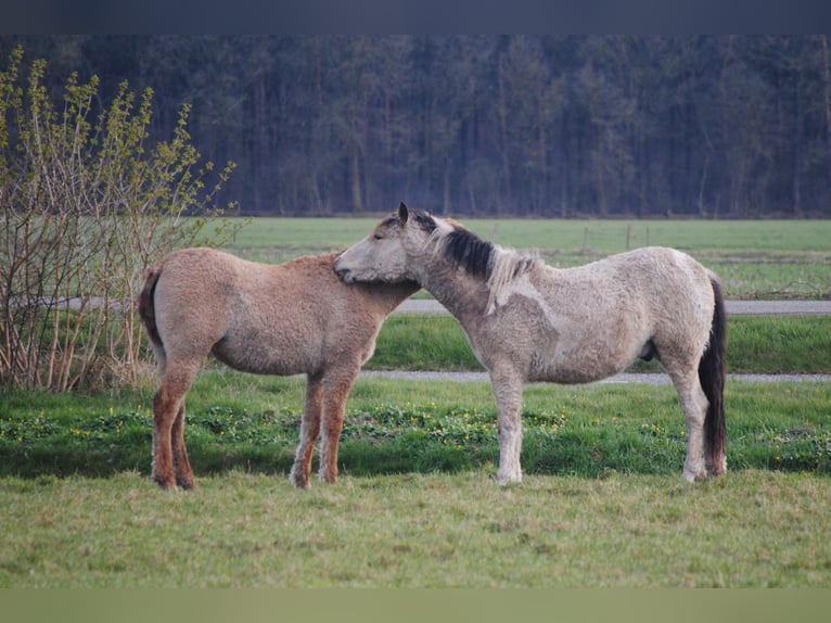 Curly horse Gelding 3 years 13,3 hh Dun in Ruinen