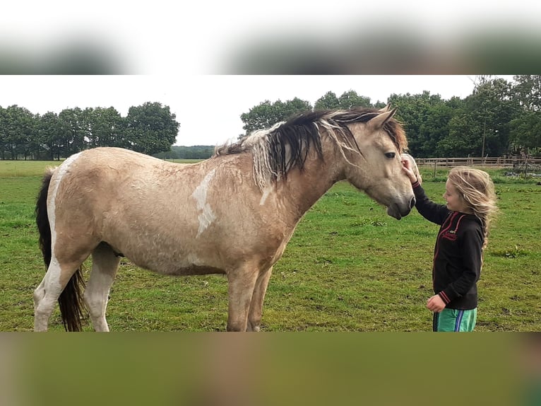 Curly horse Gelding 3 years 13,3 hh Dun in Ruinen