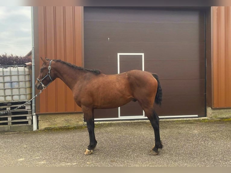 Curly horse Gelding 3 years 14,2 hh Brown in Jetterswiller