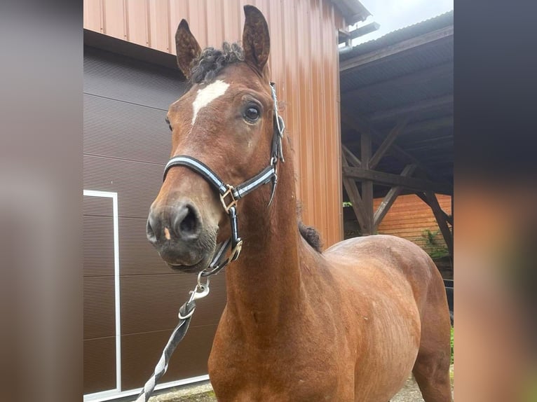 Curly horse Gelding 3 years 14,2 hh Brown in Jetterswiller