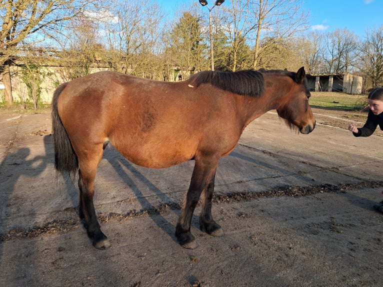 Curly horse Gelding 3 years 14.2 hh Tobiano-all-colors in Vellahn