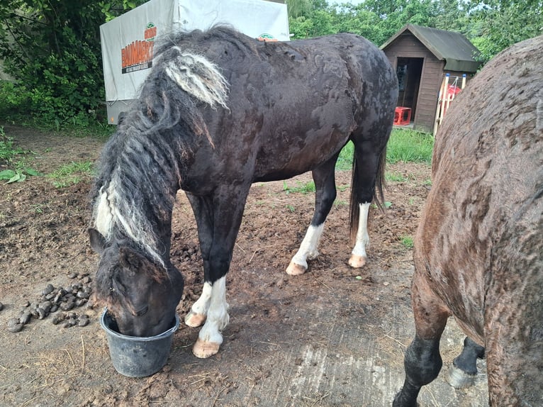 Curly horse Gelding 3 years 14.2 hh Tobiano-all-colors in Vellahn