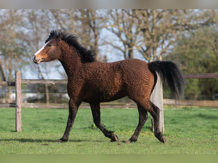 Curly horse Gelding 3 years 14,3 hh Brown in Bokel