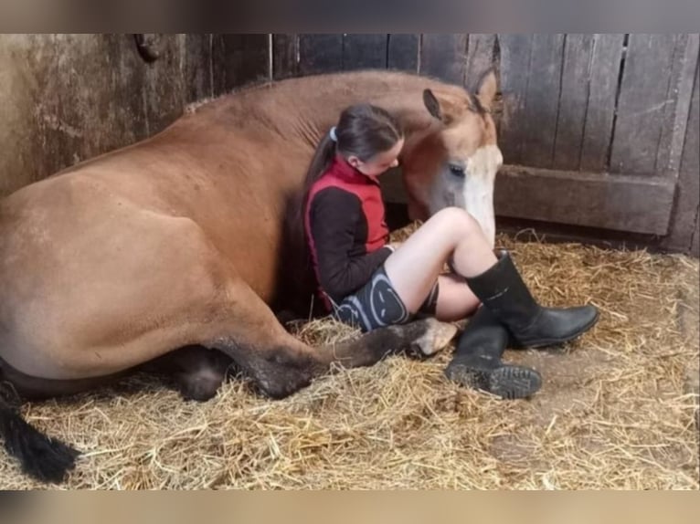 Curly horse Gelding 3 years 14.3 hh Buckskin in Ruinen