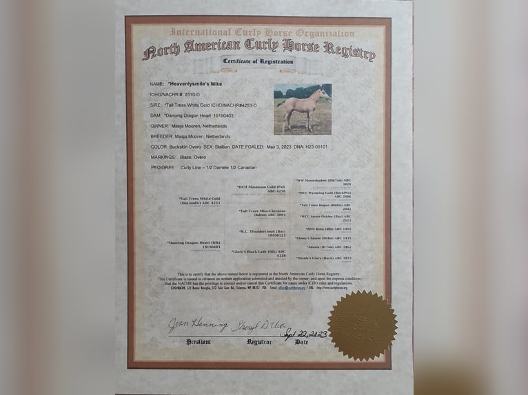 Curly horse Gelding 3 years 14.3 hh Buckskin in Ruinen