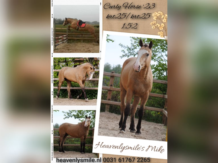 Curly horse Gelding 3 years 14.3 hh Buckskin in Ruinen