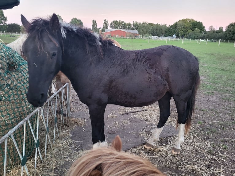 Curly horse Gelding 3 years 14,3 hh Tobiano-all-colors in Vellahn