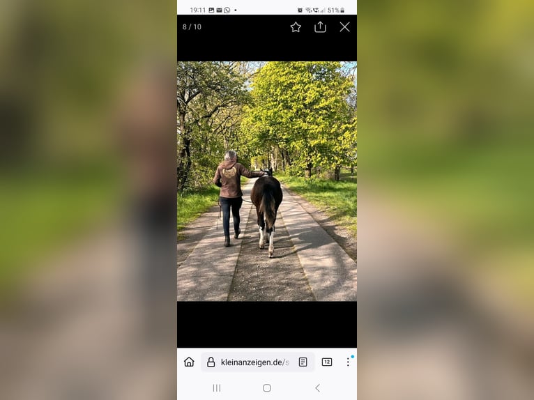 Curly horse Gelding 3 years 14,3 hh Tobiano-all-colors in Vellahn