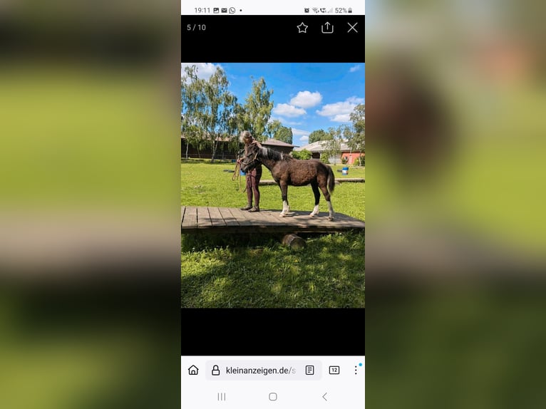 Curly horse Gelding 3 years 14,3 hh Tobiano-all-colors in Vellahn