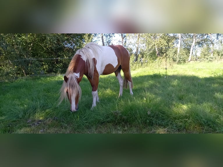 Curly horse Gelding 4 years 12,3 hh Pinto in Lemgow