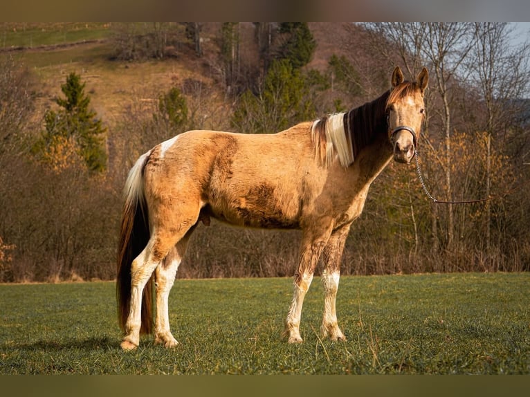 Curly horse Gelding 4 years 13.2 hh Pinto in Plaffeien