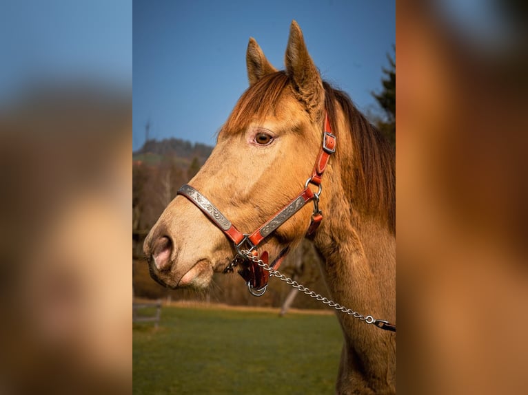 Curly horse Gelding 4 years 13.2 hh Pinto in Plaffeien