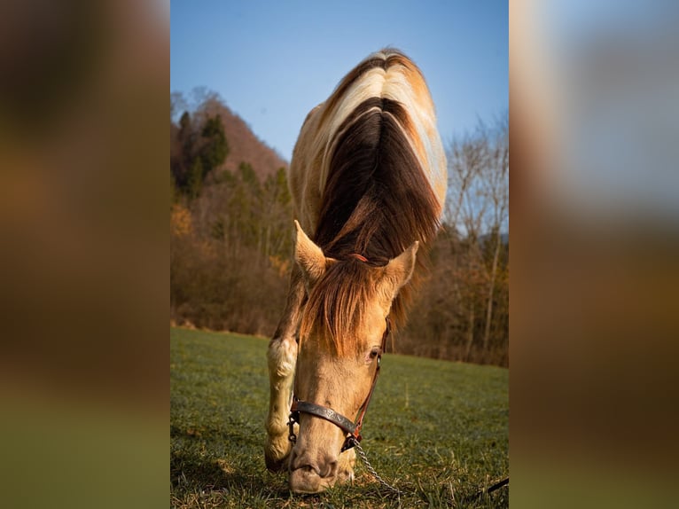 Curly horse Gelding 4 years 13.2 hh Pinto in Plaffeien