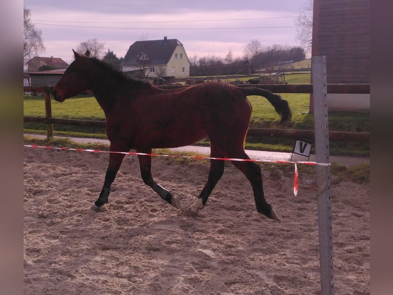 Curly horse Gelding 4 years 14,1 hh Brown in Jetterswiller