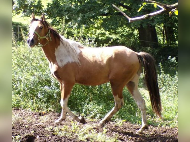 Curly horse Gelding 4 years 14.1 hh Pinto in Arnbruck