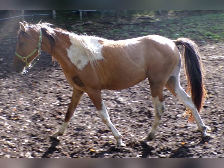 Curly horse Gelding 4 years 14,1 hh Pinto in Arnbruck