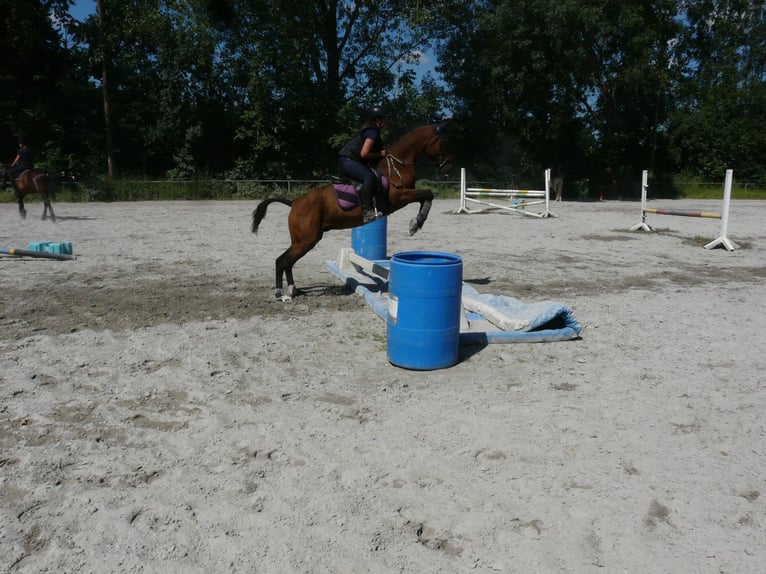 Curly horse Gelding 4 years 14,2 hh Brown in Neewiller-pr&#xE8;s-Lauterbourg
