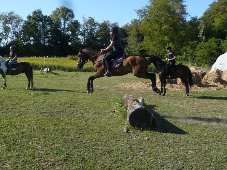 Curly horse Gelding 4 years 14,2 hh Brown in Neewiller-pr&#xE8;s-Lauterbourg