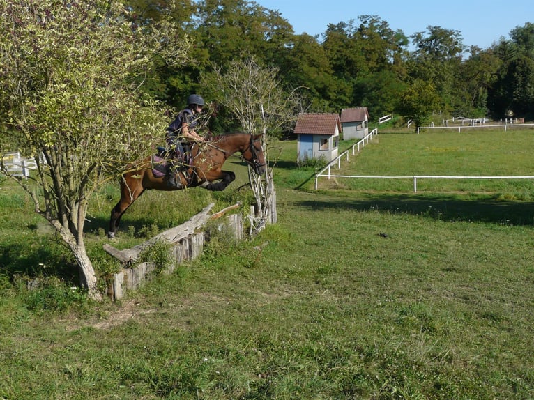 Curly horse Gelding 4 years 14,2 hh Brown in Neewiller-pr&#xE8;s-Lauterbourg