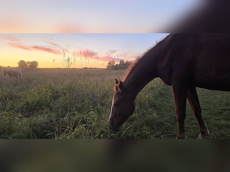 Curly horse Gelding 4 years 15 hh Chestnut-Red in Werder