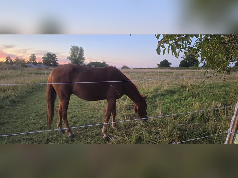 Curly horse Gelding 4 years 15 hh Chestnut-Red in Werder