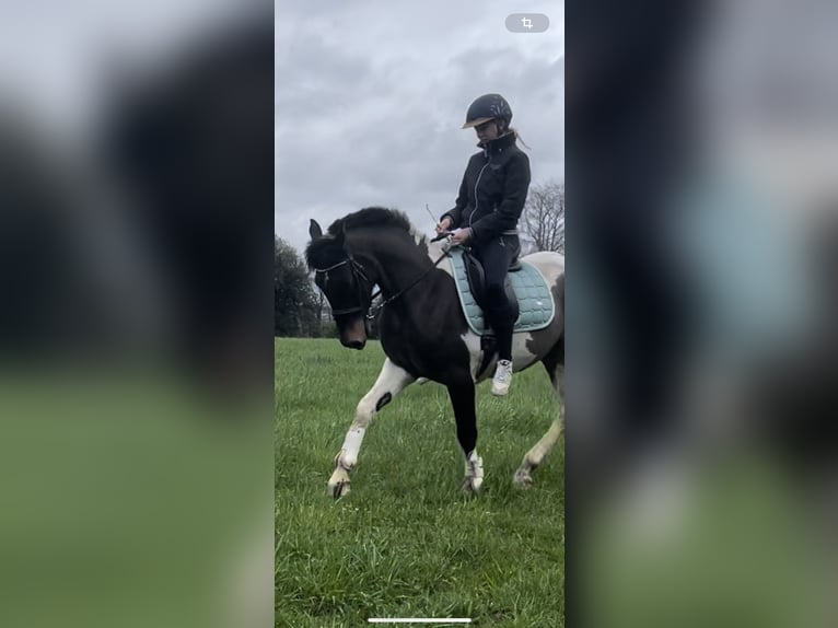 Curly horse Gelding 5 years 14,2 hh Bay in Ennepetal