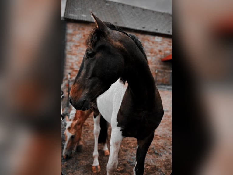 Curly horse Gelding 5 years 14,2 hh Tobiano-all-colors in Ennepetal