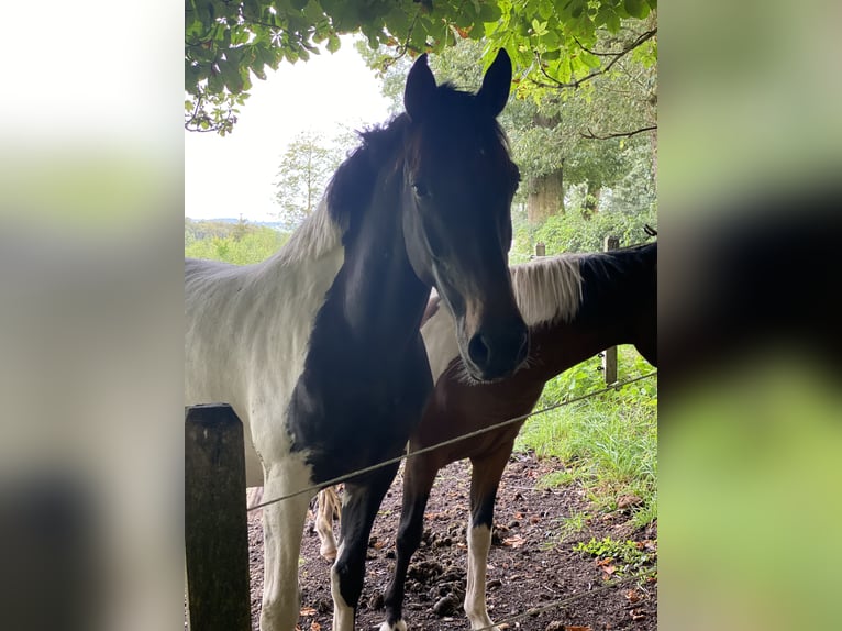 Curly horse Gelding 5 years 14,2 hh Tobiano-all-colors in Ennepetal