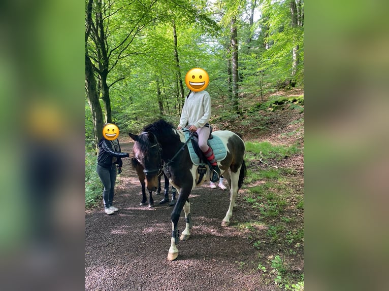 Curly horse Gelding 5 years 14,2 hh Tobiano-all-colors in Ennepetal