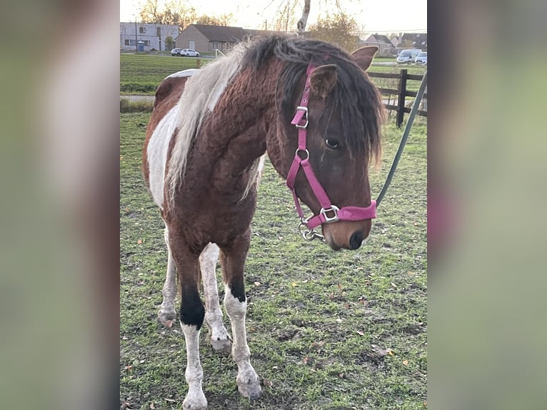 Curly horse Gelding 5 years 14,3 hh Tobiano-all-colors in Deinze