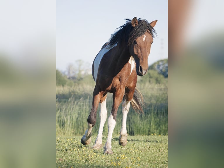 Curly horse Gelding 5 years 14,3 hh Tobiano-all-colors in Deinze