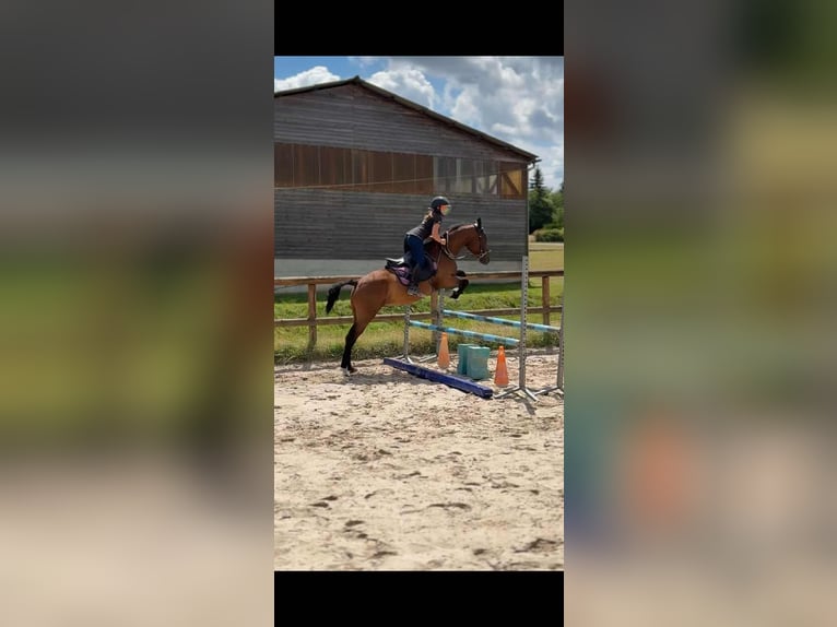 Curly horse Gelding 5 years 14,2 hh Brown in Neewiller-près-Lauterbourg