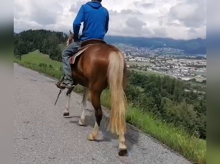 Curly horse Gelding 5 years 14,2 hh Pinto in Pfunds