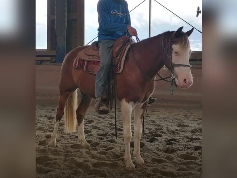 Curly horse Gelding 5 years 14,2 hh Pinto in Pfunds