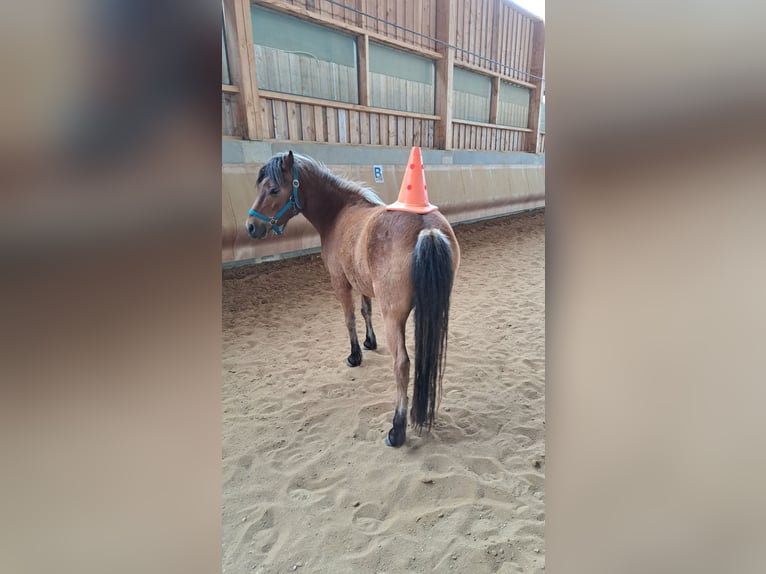 Curly horse Mix Gelding 6 years 11,2 hh Bay in Elterlein