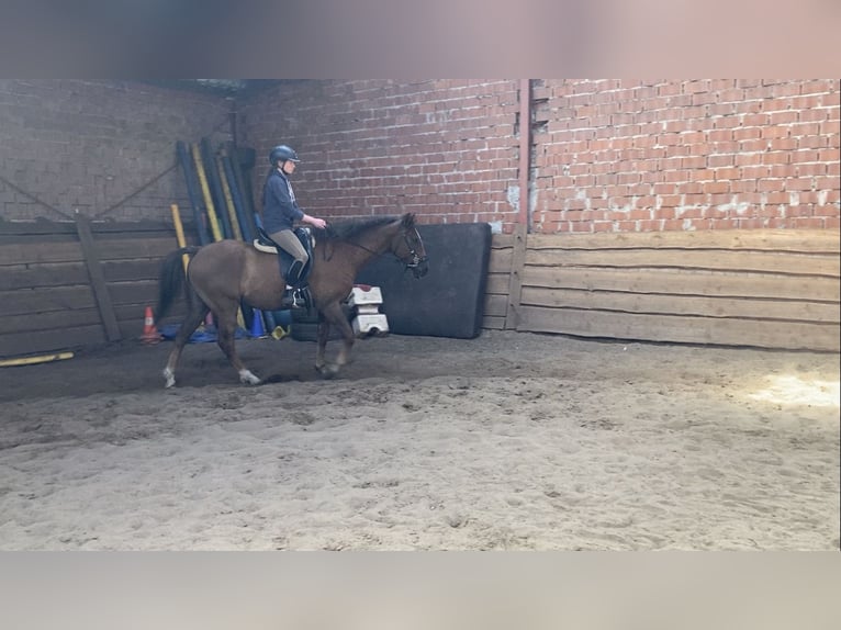 Curly horse Gelding 6 years 14,2 hh in Rhede