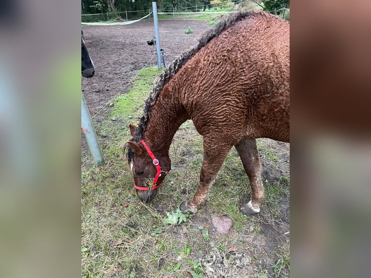 Curly horse Gelding 6 years 14,3 hh Chestnut in Eickhof