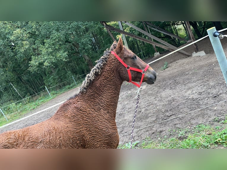 Curly horse Gelding 6 years 14,3 hh Chestnut in Eickhof