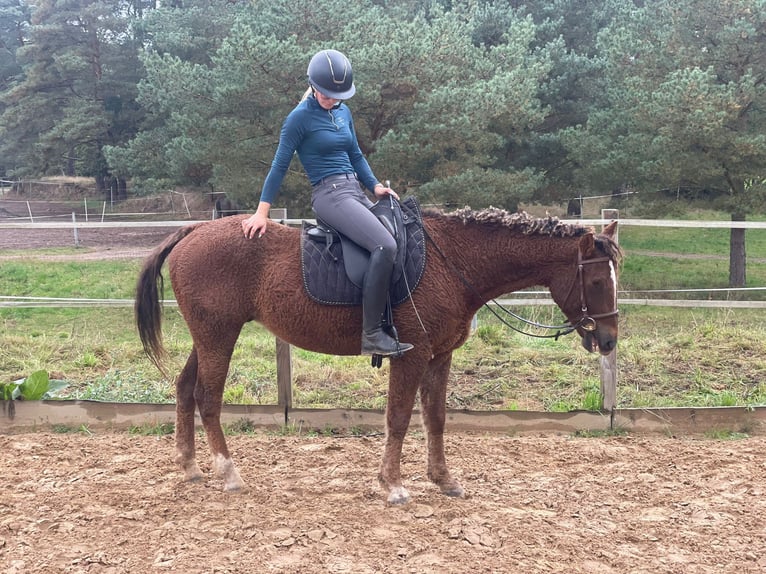 Curly horse Gelding 6 years 14,3 hh Chestnut in Eickhof