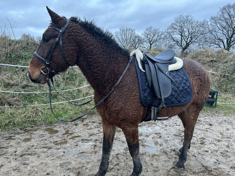 Curly horse Gelding 6 years 15 hh Brown in Alveslohe