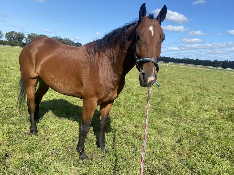 Curly horse Gelding 6 years 15 hh Brown in Alveslohe