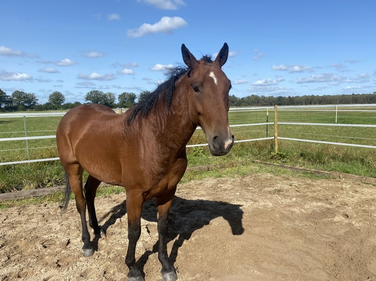 Curly horse Gelding 6 years 15 hh Brown in Alveslohe