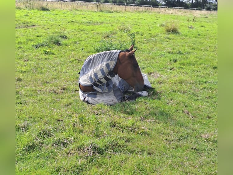 Curly horse Gelding 6 years 15 hh Brown in Alveslohe