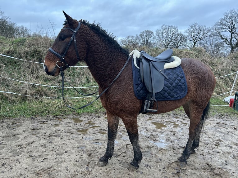 Curly horse Gelding 6 years 15 hh Brown in Alveslohe