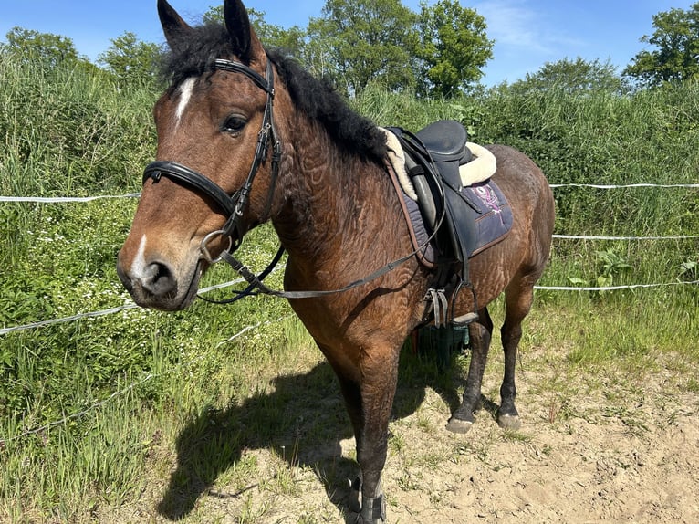 Curly horse Gelding 6 years 15 hh Brown in Alveslohe