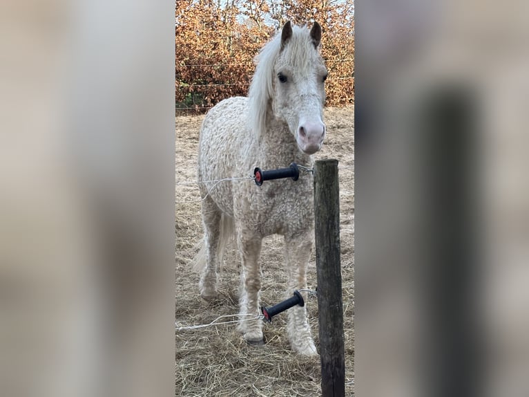 Curly horse Gelding 7 years 12,2 hh Palomino in Oosterwolde Gld