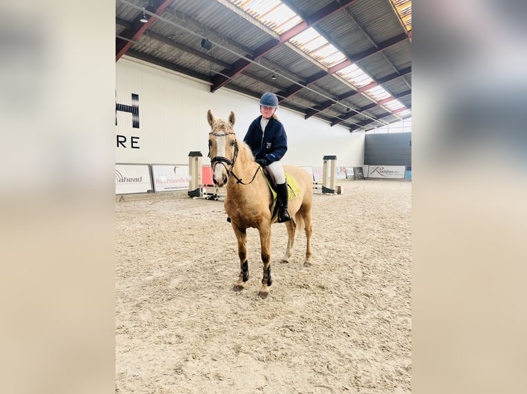 Curly horse Gelding 7 years 14.2 hh Palomino in Roosendaal