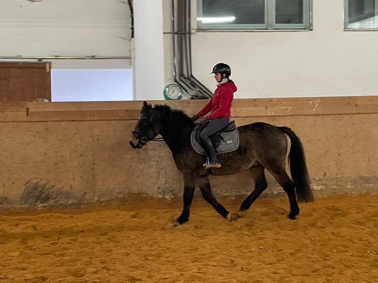 Curly horse Gelding 7 years 14 hh in Kirchdorf an der Amper